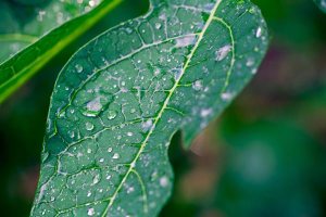 papaya-leaf-for-skin