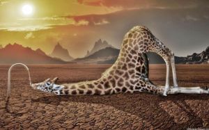 Giraffe-Drinking-Water-Images-540x337